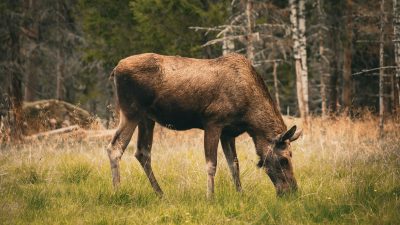 Fördjupning: Skogen